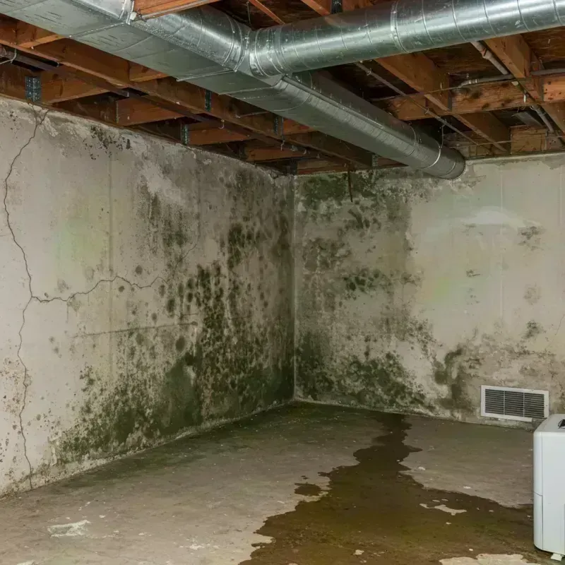 Professional Mold Removal in Fulton County, PA